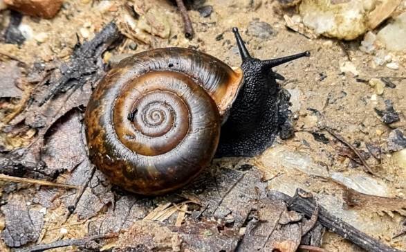 Snail, a local of forest floors